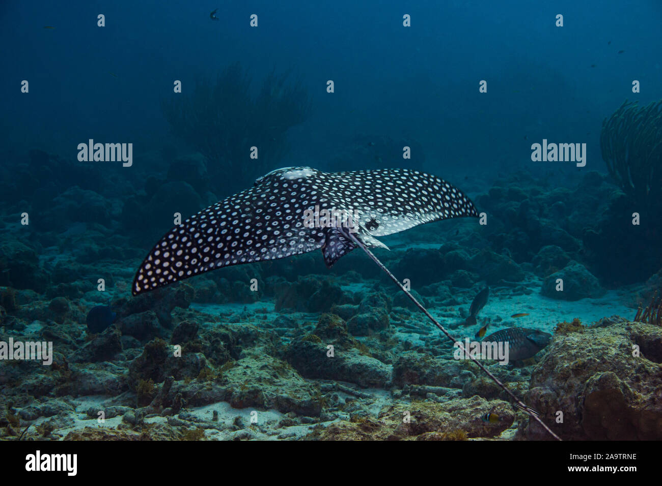 Eagle ray flying over coral reef in blue water Stock Photo