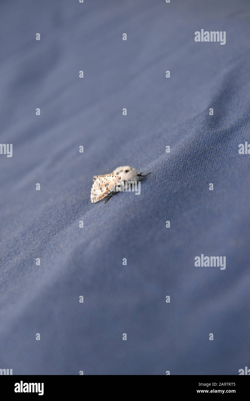 A gorgeous fluffy white speckled moth with black spots and yellow/brown veins, sitting with wings folded on blue canvas. Likely a Leopard Moth (Zeuzer Stock Photo