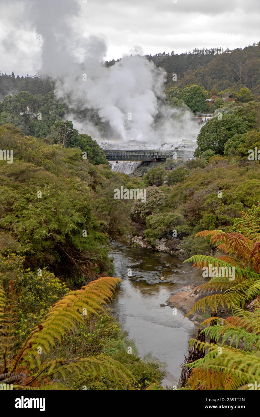 The Te Puia geothermal valley, with steam pouring from Pohutu Geyser Stock Photo