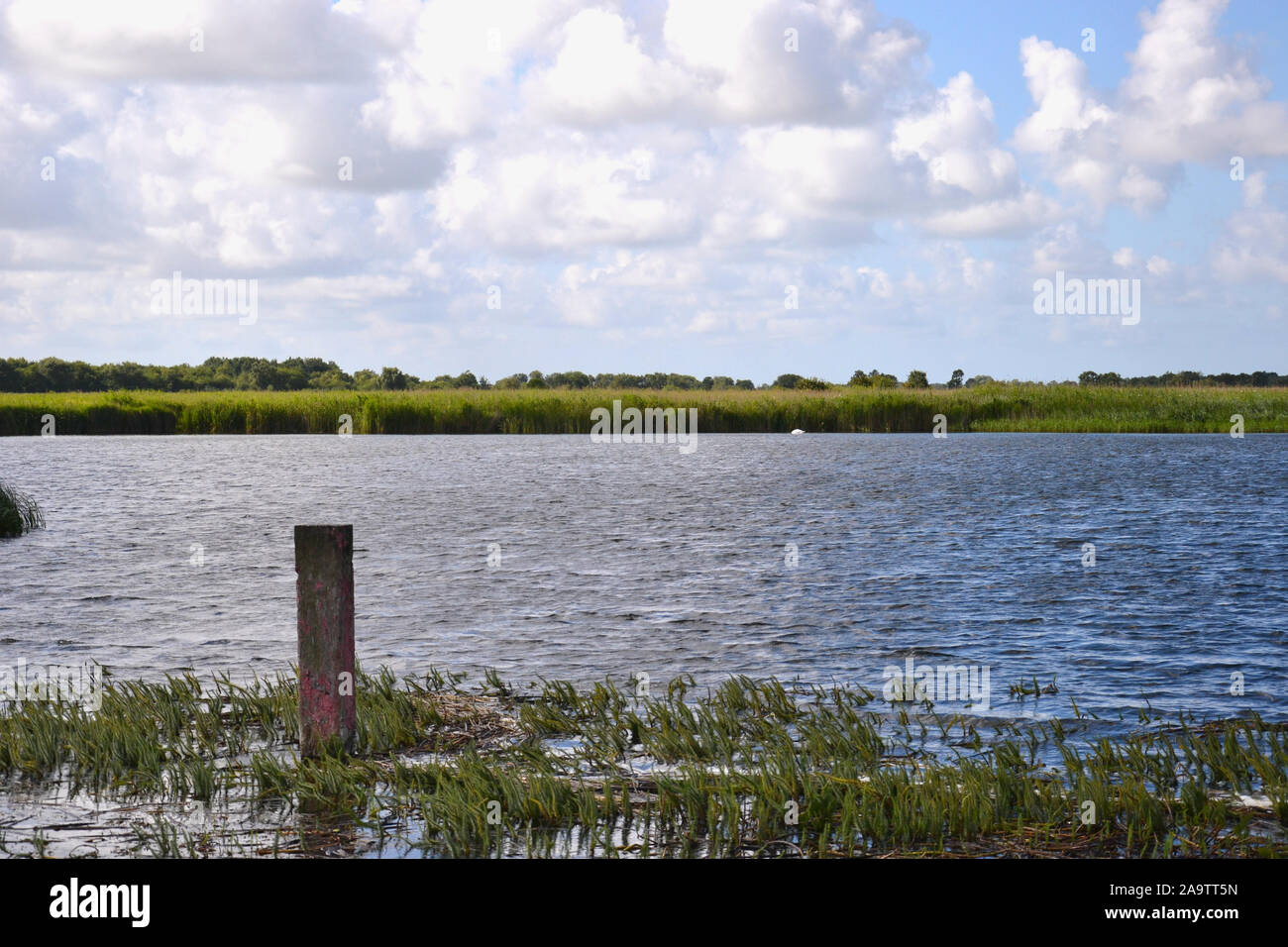 River weeds uk hi-res stock photography and images - Alamy