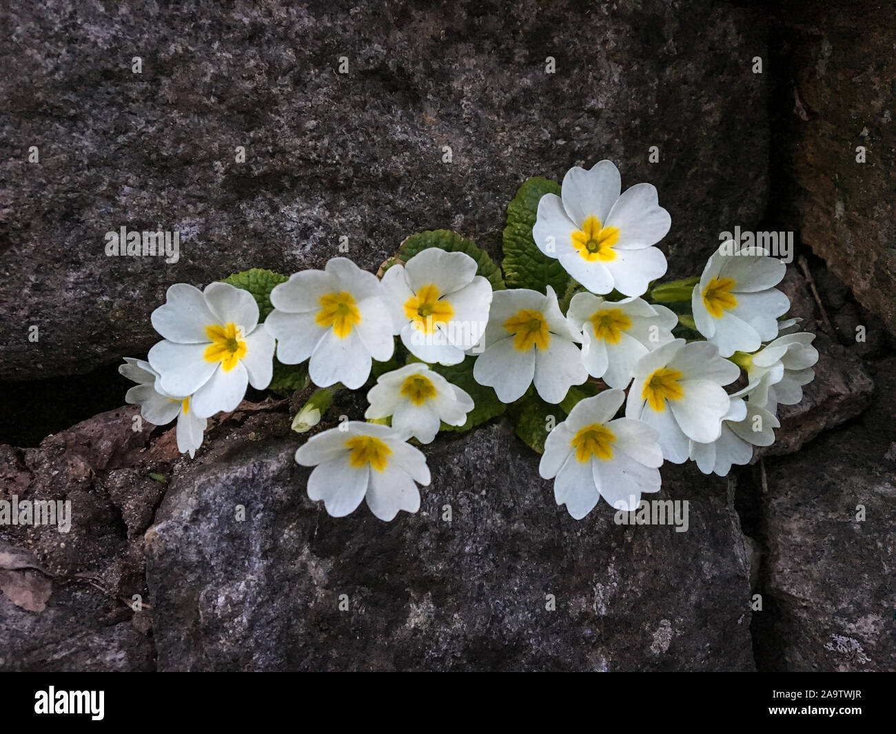 Wild flowers in the rock Stock Photo - Alamy