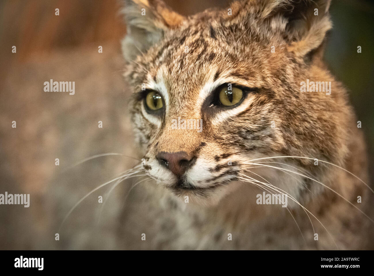 Bobcat (Lynx rufus) on display at Panola Mountain State Park, just outside of Atlanta, Georgia. (USA) Stock Photo