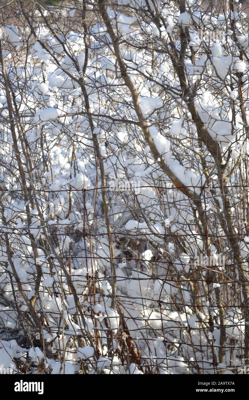 Freshly fallen white snow in country Stock Photo
