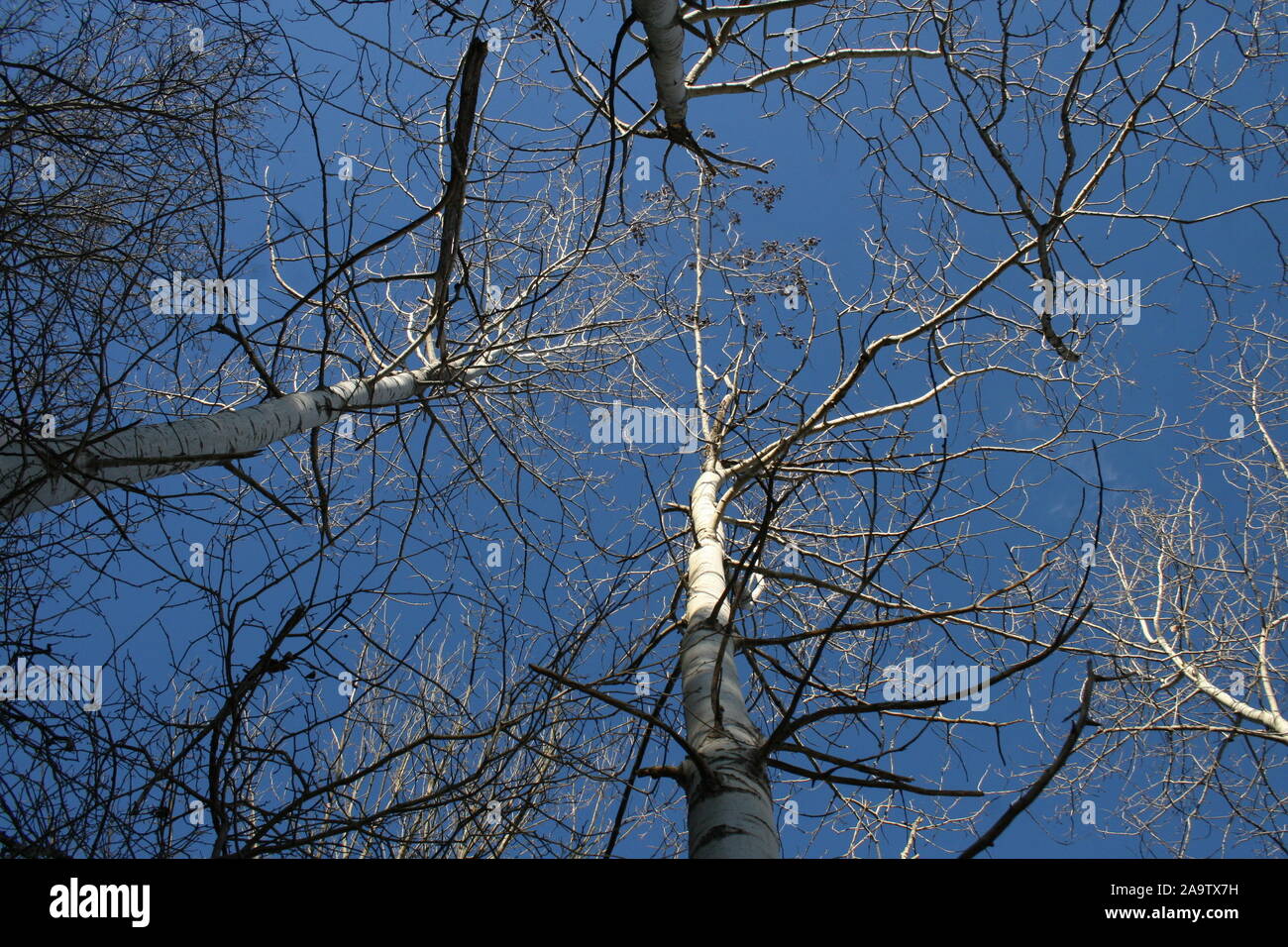Appalachian Mountains Trees Stock Photo