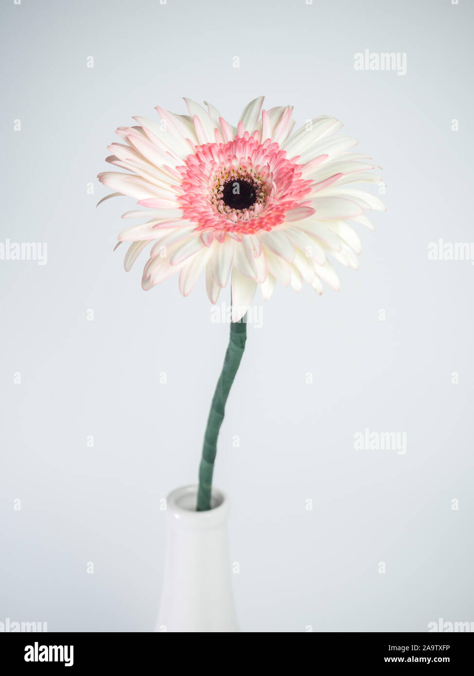 beautiful pink and white gerbera daisy flower isolated on white background Stock Photo