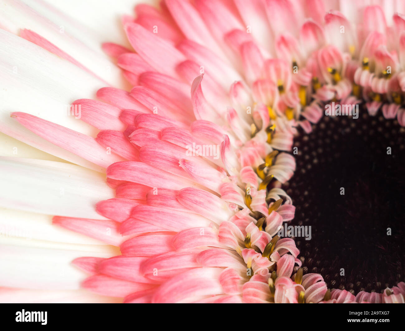 beautiful pink and white gerbera daisy flower close up Stock Photo