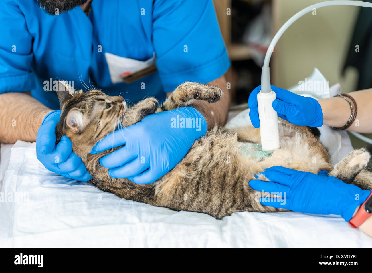Veterinarians carry through an ultrasound examination of a domestic cat Stock Photo Alamy