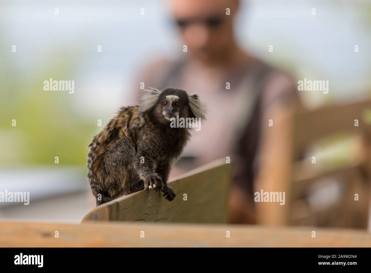 Native wildlife in Rio de Janeiro Stock Photo