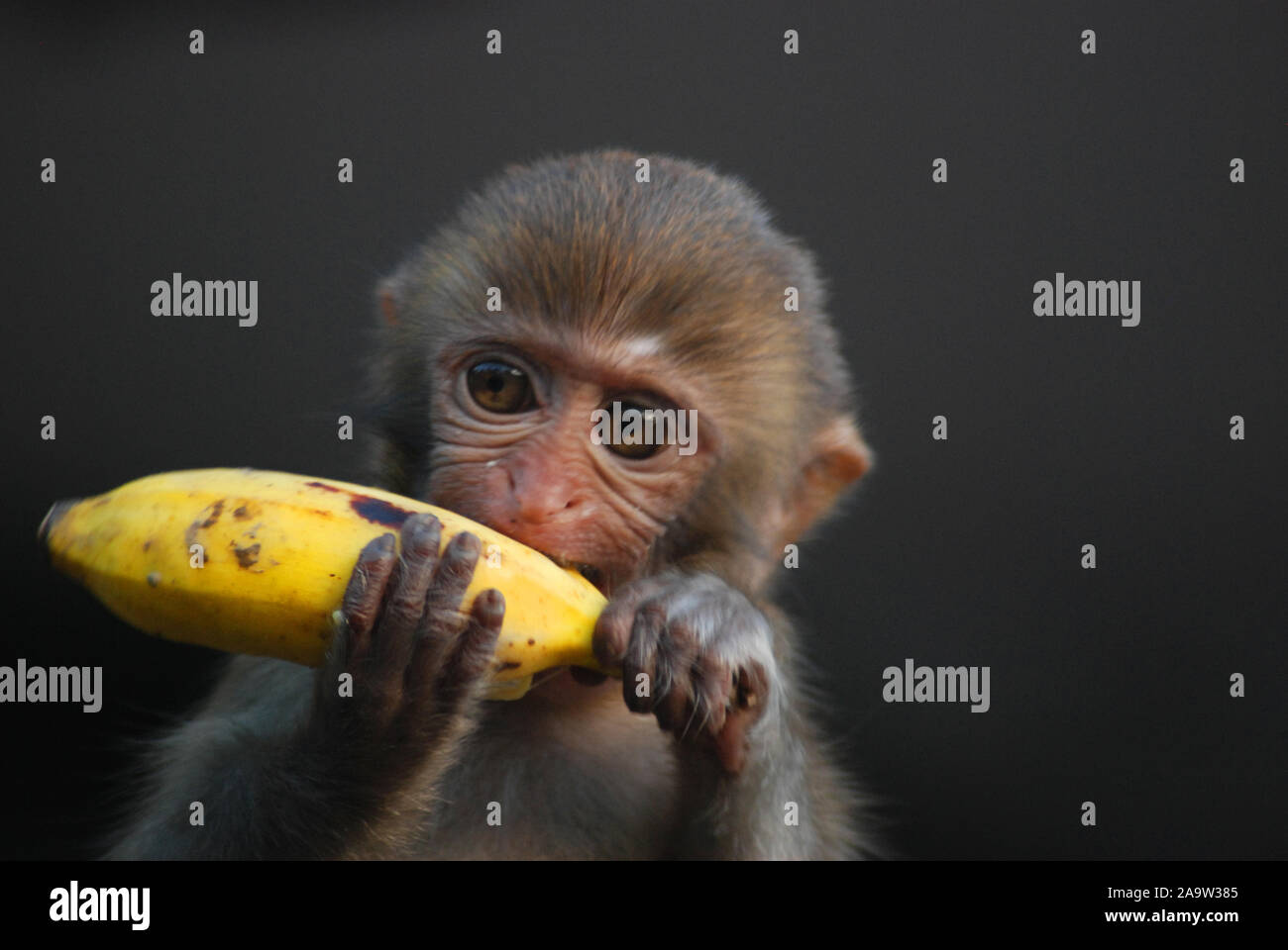 Monkey in bangladesh hi-res stock photography and images - Alamy