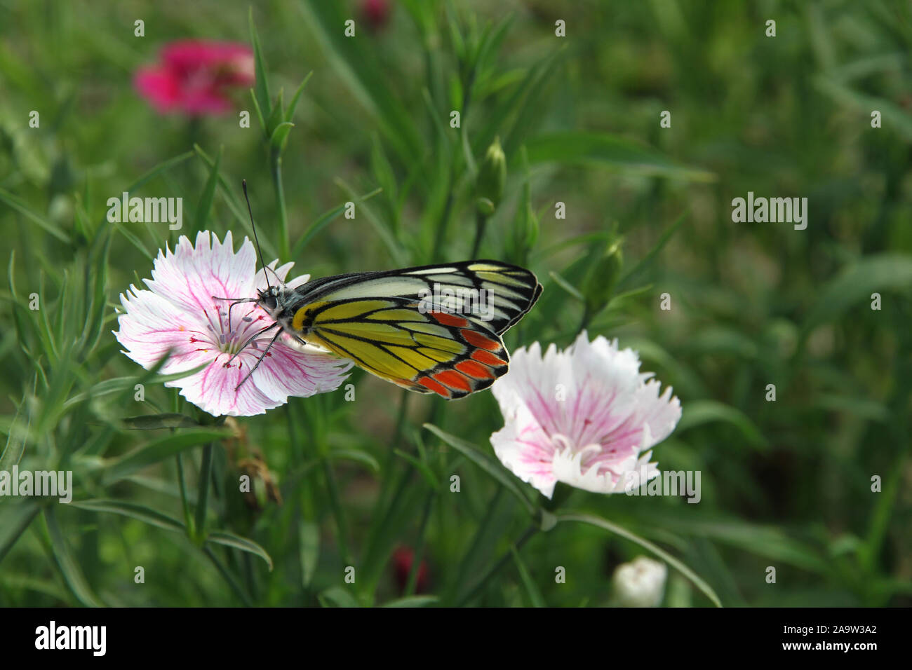 Ramna park dhaka bangladesh hires stock photography and images Alamy