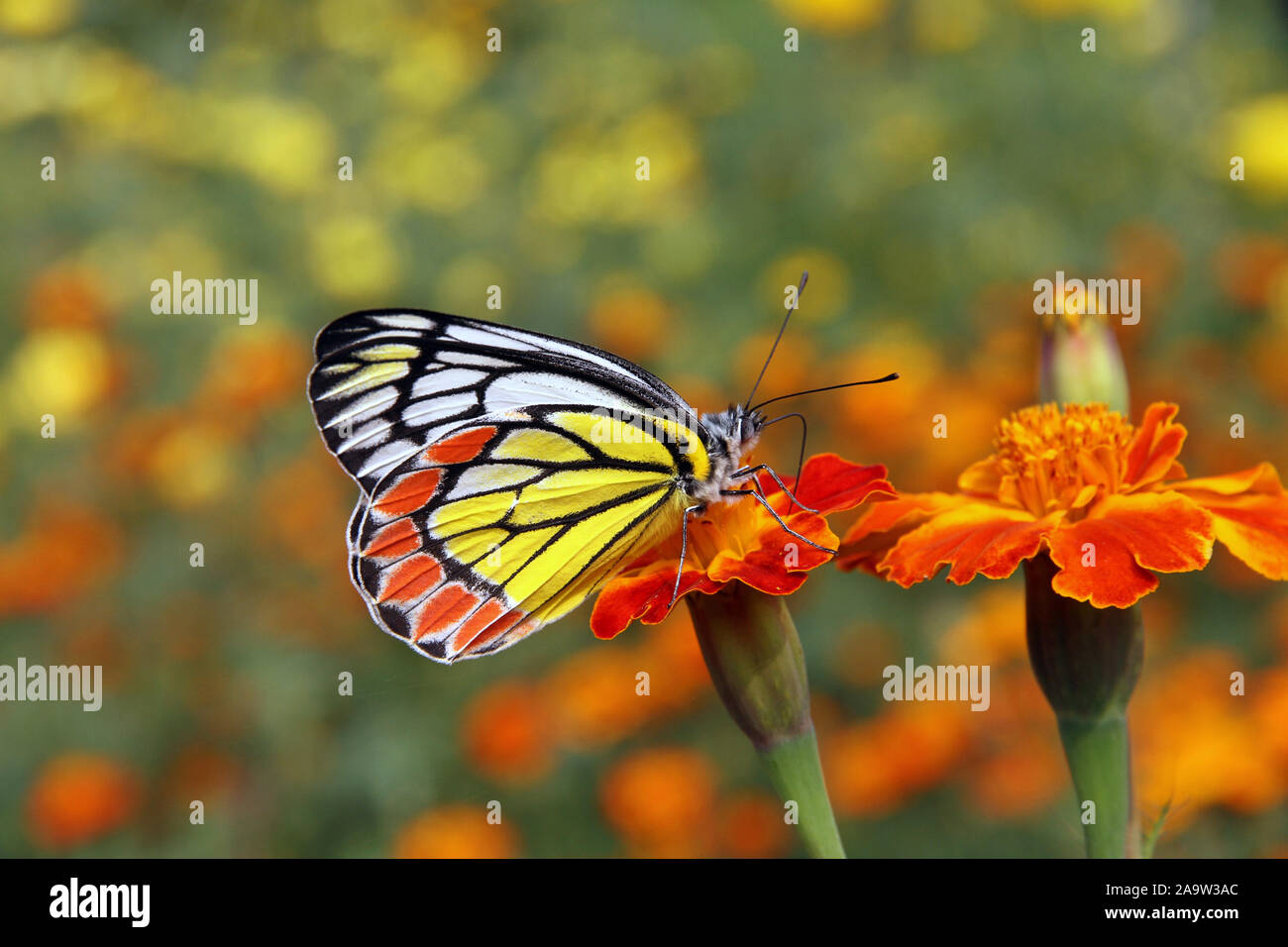 Ramna park dhaka bangladesh hires stock photography and images Alamy
