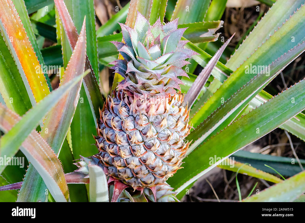 Pineapple plantation queensland hi-res stock photography and images - Alamy
