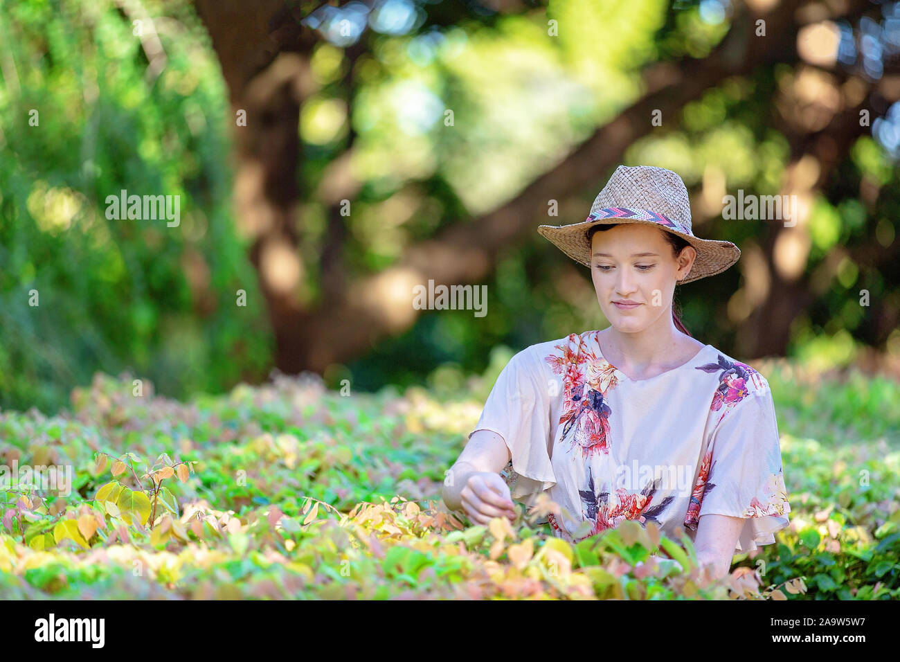 Beautiful young woman wearing straw hat examining hedge in garden with dappled light and late afternoon shade Stock Photo