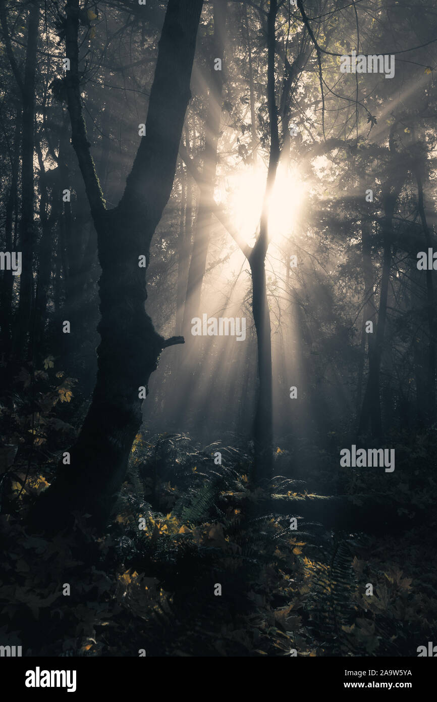 Ethereal Morning Light Pierces Through Misty Autumn Forest Stock Photo