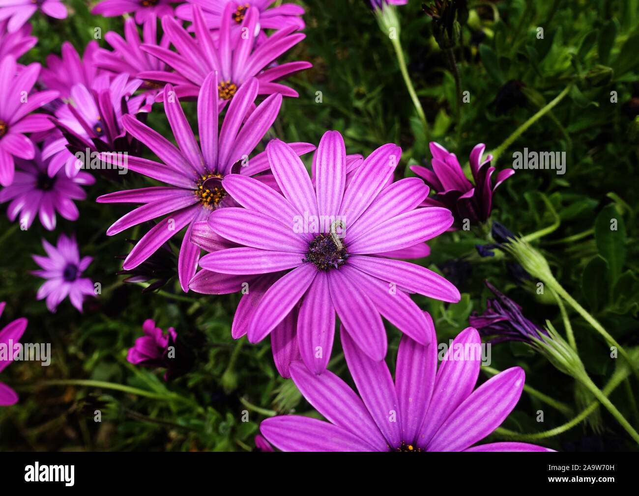 Purple daisy flowers in bloom Stock Photo Alamy