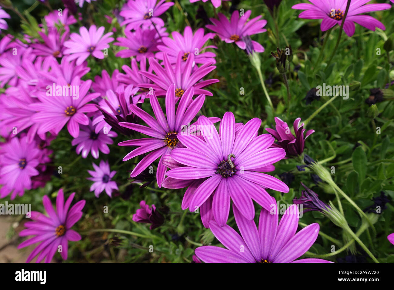 Purple daisy flowers in bloom Stock Photo Alamy