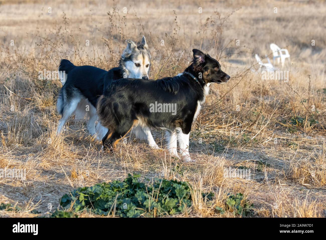 Siberian Husky Australian Shepherd Mix