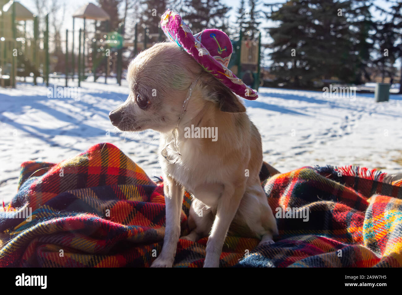 Cute, little, white chihuahua sitting on a colorful blanket while