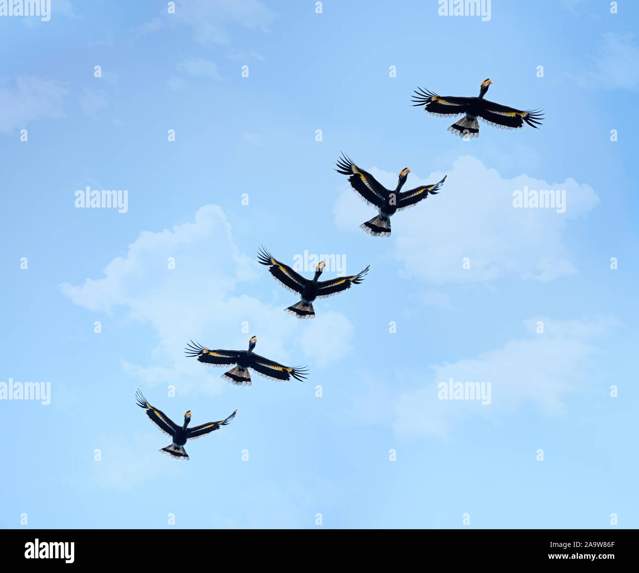 A multi-exposure image showing the flight of a great hornbill (Buceros bicornis). Stock Photo