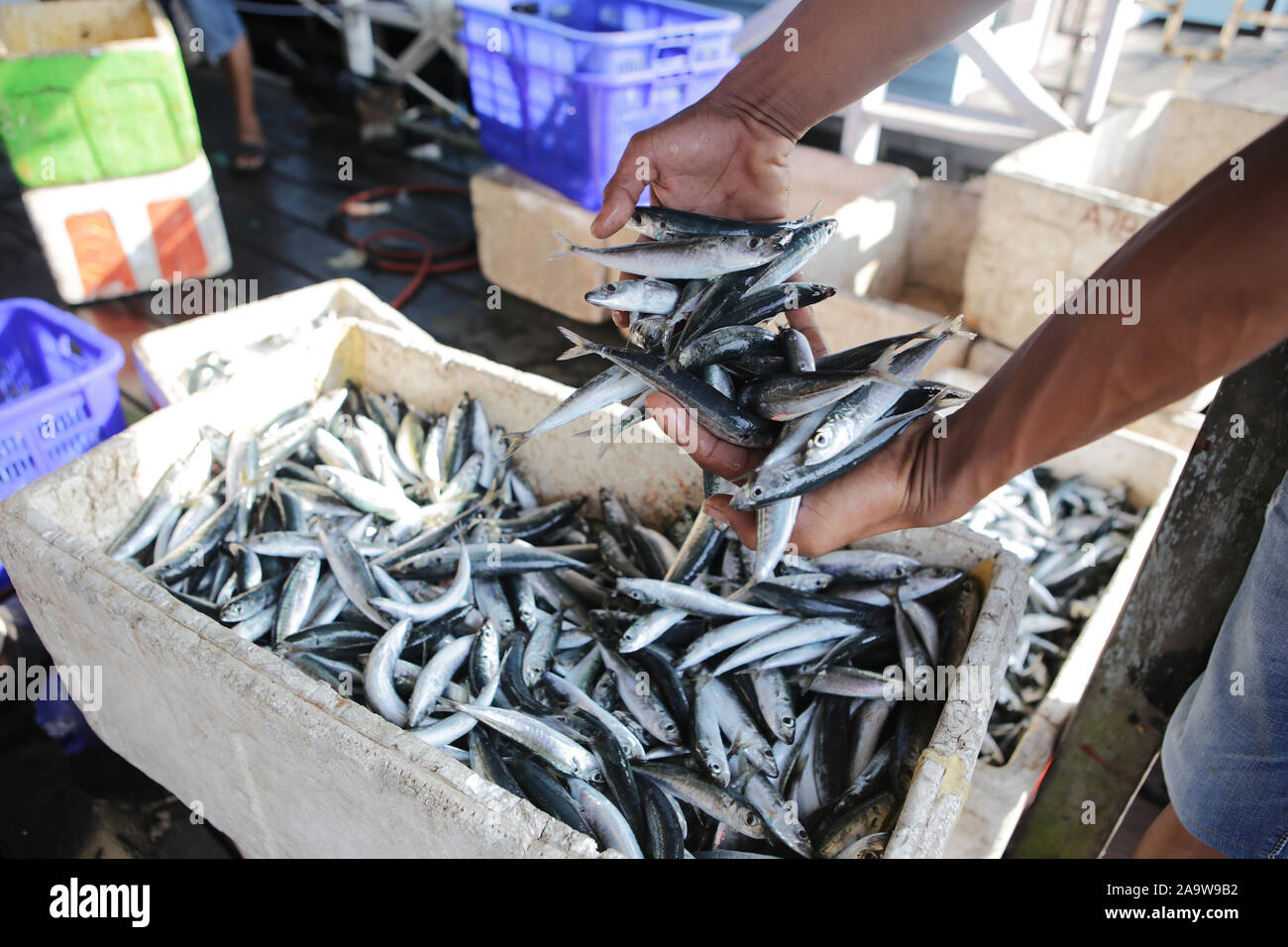 Fisherman catches fish hi-res stock photography and images - Alamy