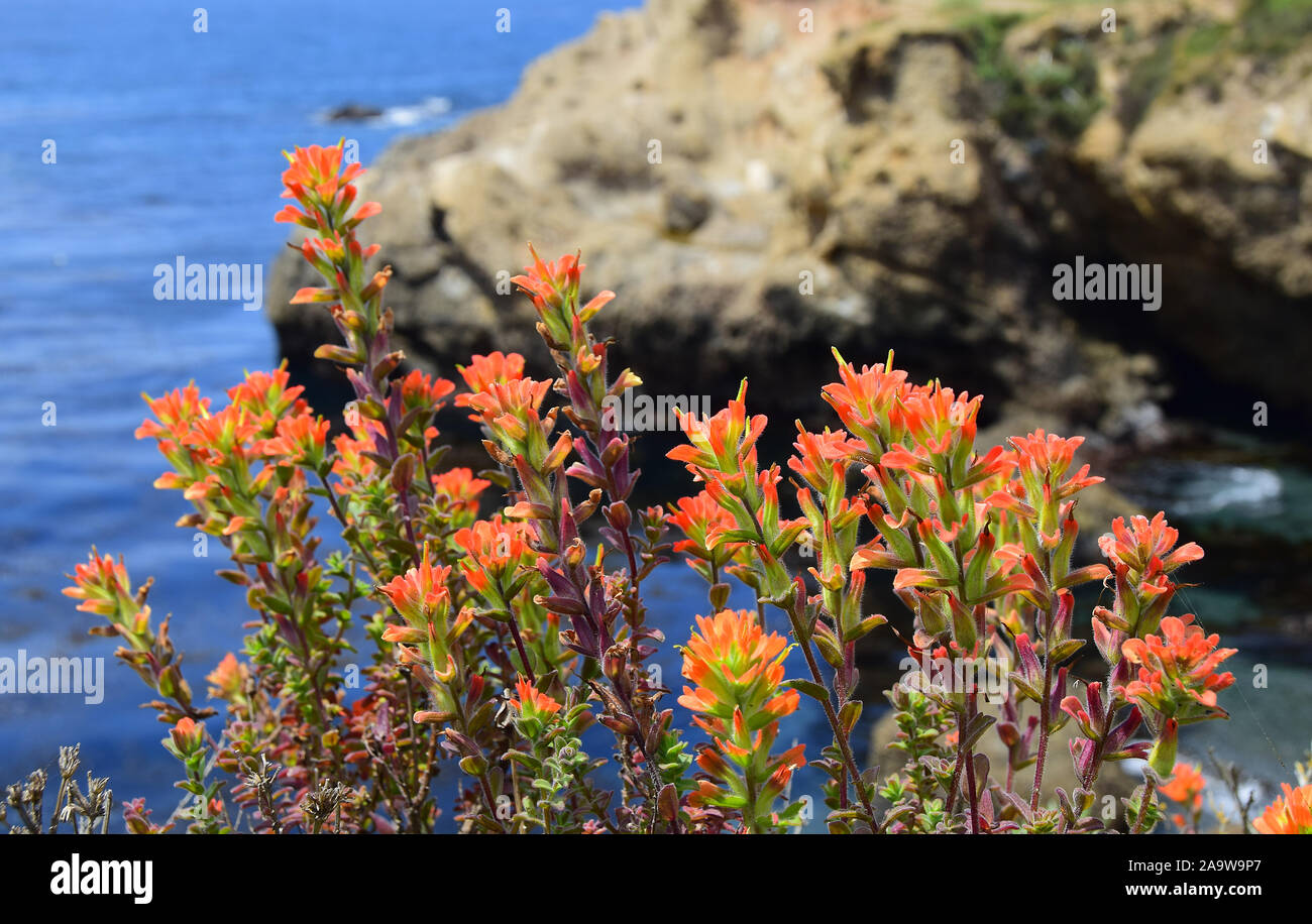 Point Lobos Wildflowers Stock Photo
