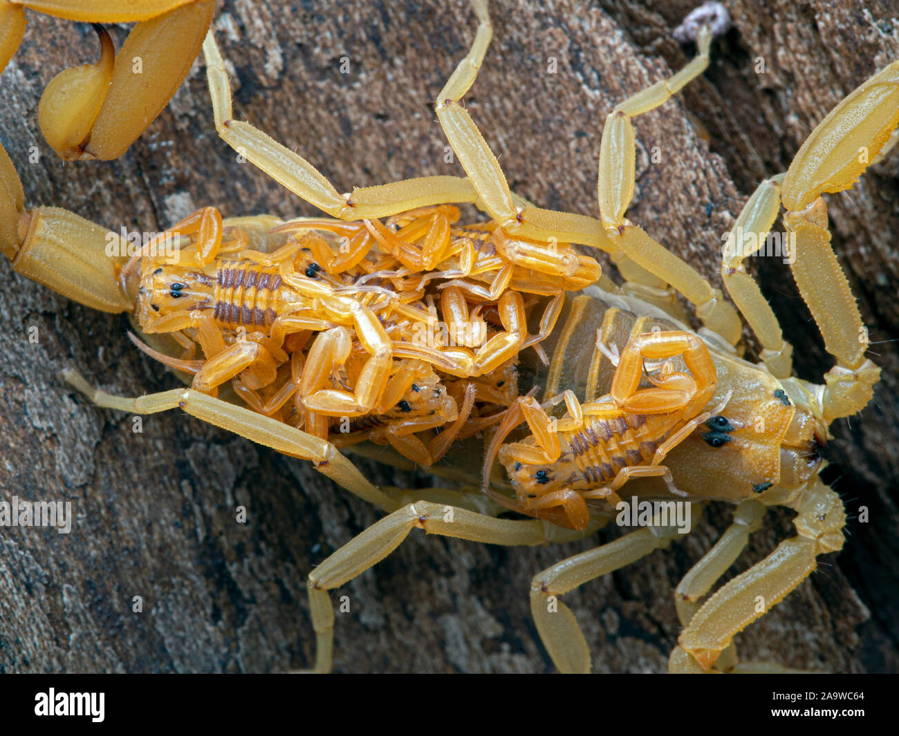 baby Arizona bark scorpions, Centruroides sculpturatus, on the  back of their mother, close-up view Stock Photo