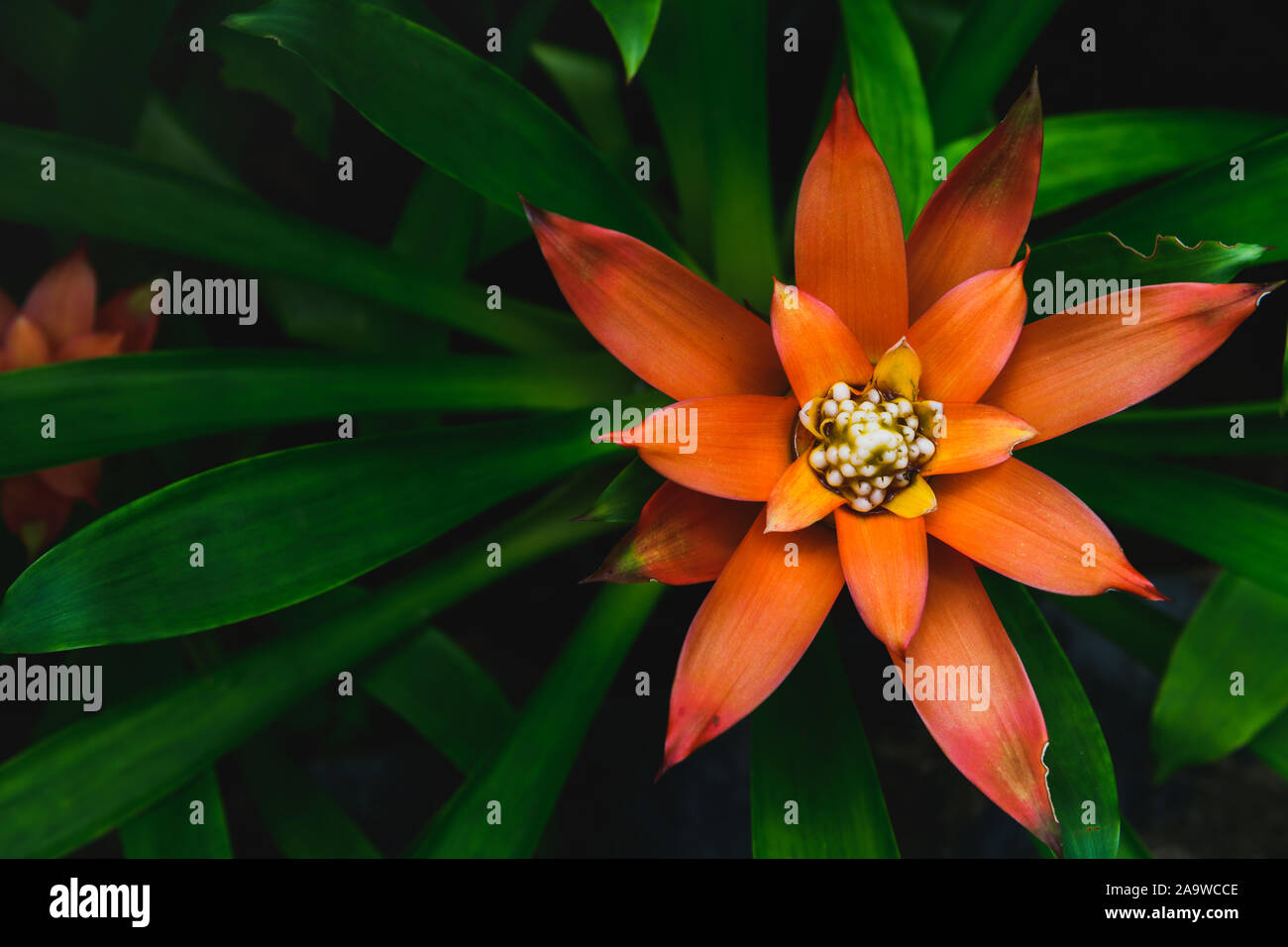 Beautiful red Bromeliad flower on top view, houseplant tree concept Stock Photo