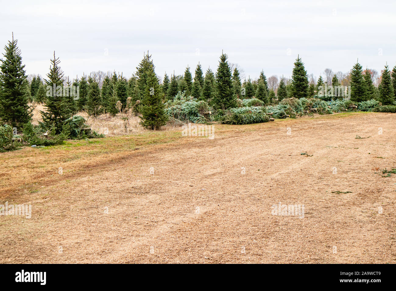 Christmas trees sale usa 2019 hi-res stock photography and images - Alamy