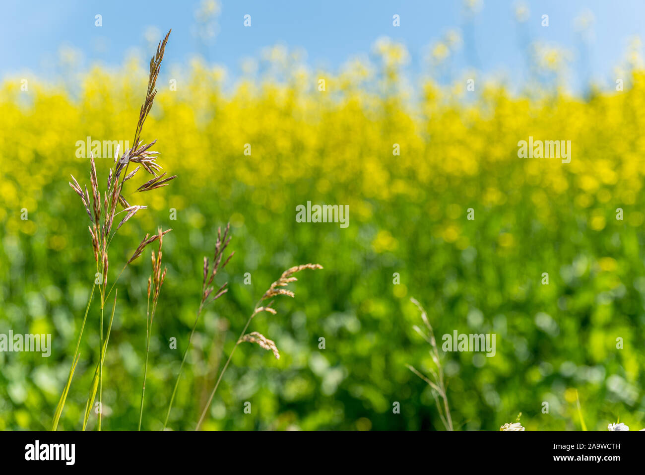 Yellow grass saskatchewan hires stock photography and images Alamy