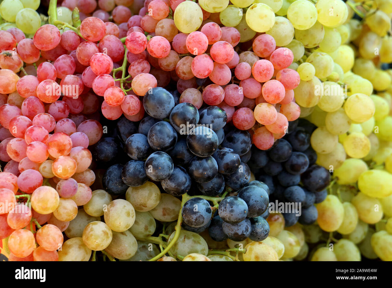 Table Grape Bunch Ripe Pile of tri-color fresh table grape bunches on the market Stock Photo ...