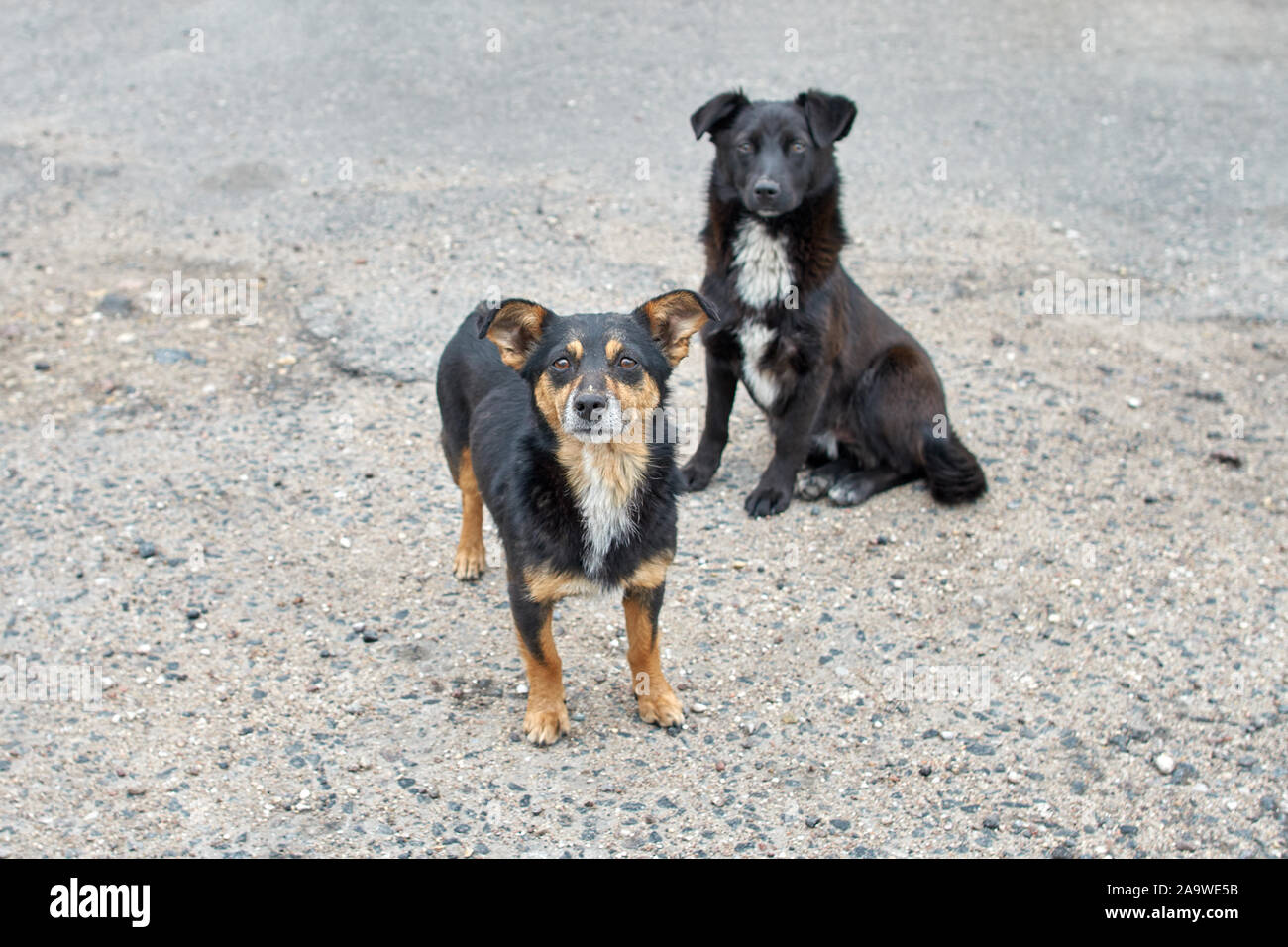 Two dogs are waiting for a yummy.Two homeless dogs. Stock Photo