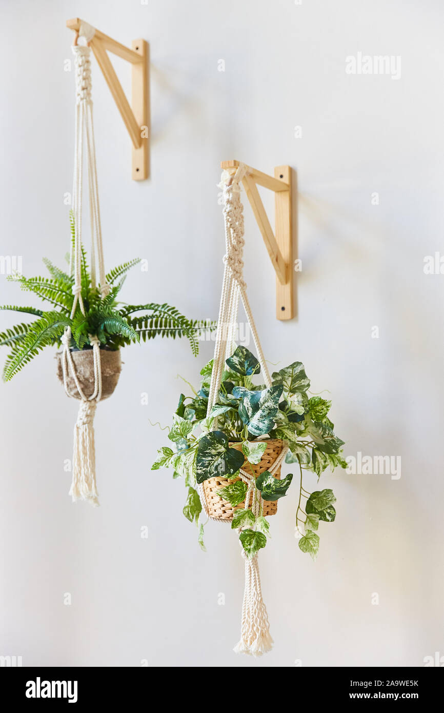 indoor flowers in flower pots hanging on a white wall on brackets. Stock Photo