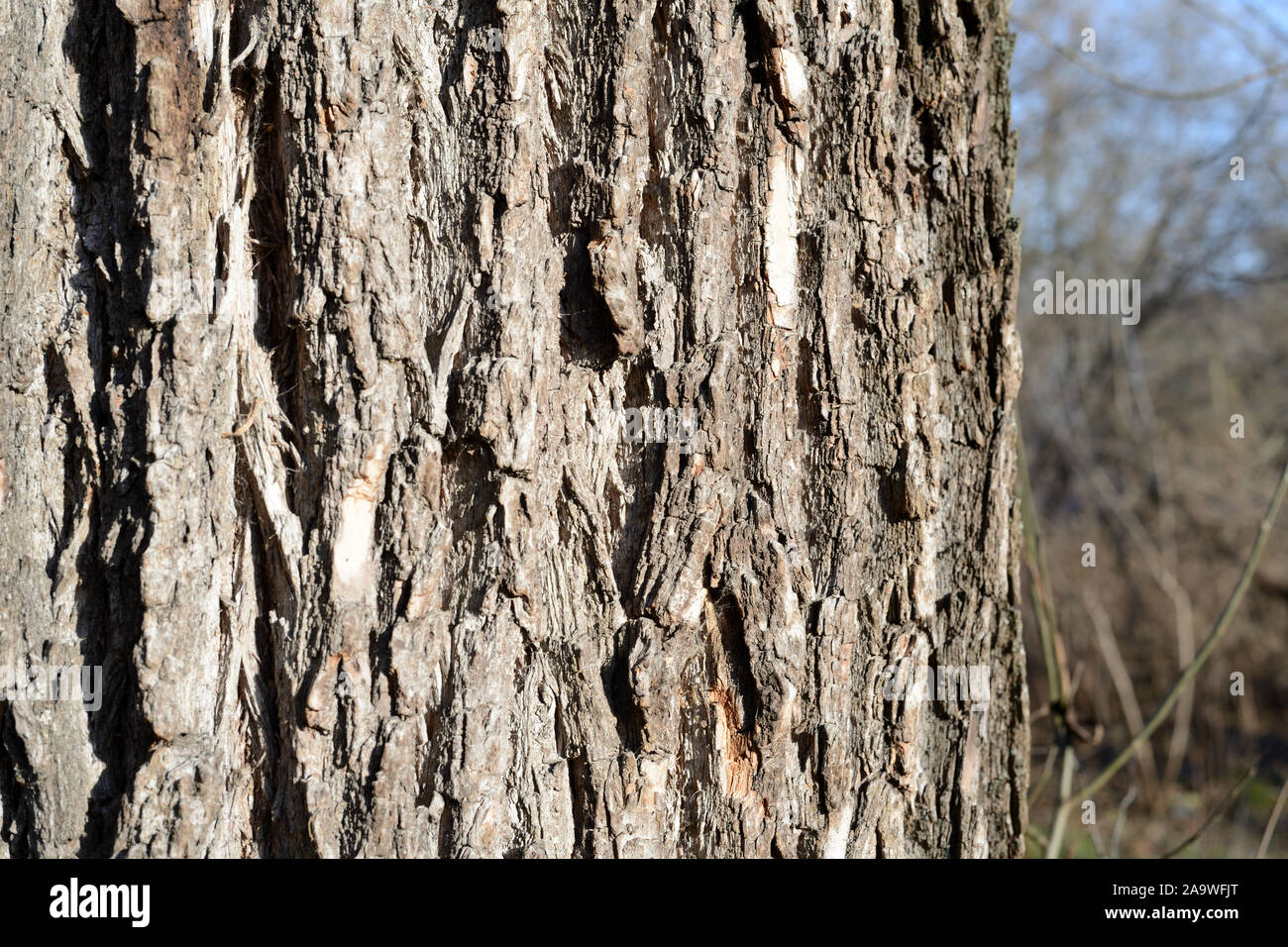 The bark of an old tree lit by the sun closeup. Abstract natural background Stock Photo