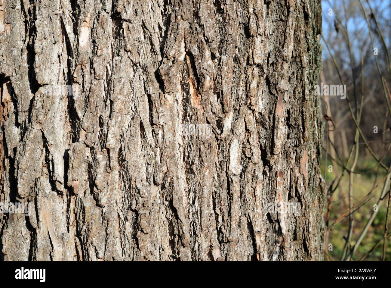 The bark of an old tree lit by the sun closeup. Abstract natural background Stock Photo