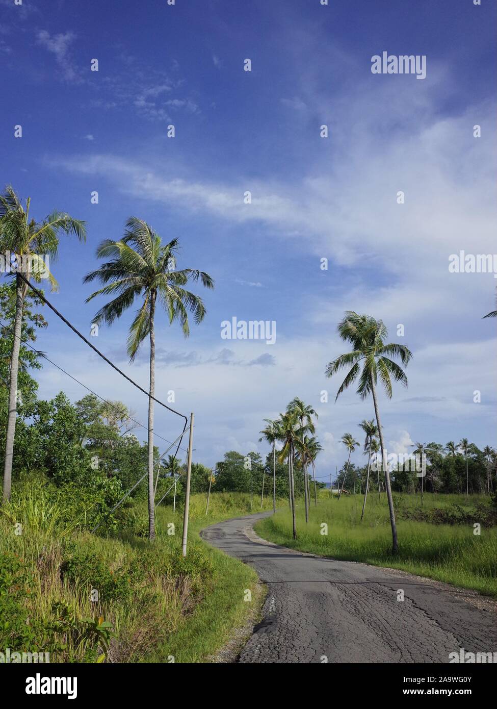 Coconut tree on the roadside of Kudat Sabah Stock Photo