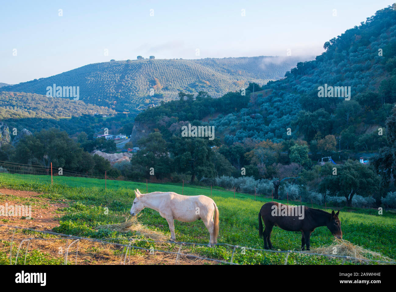 Two mules grazing and olive groves. Fuencaliente, Ciudad Real province, Castilla La Mancha, Spain. Stock Photo