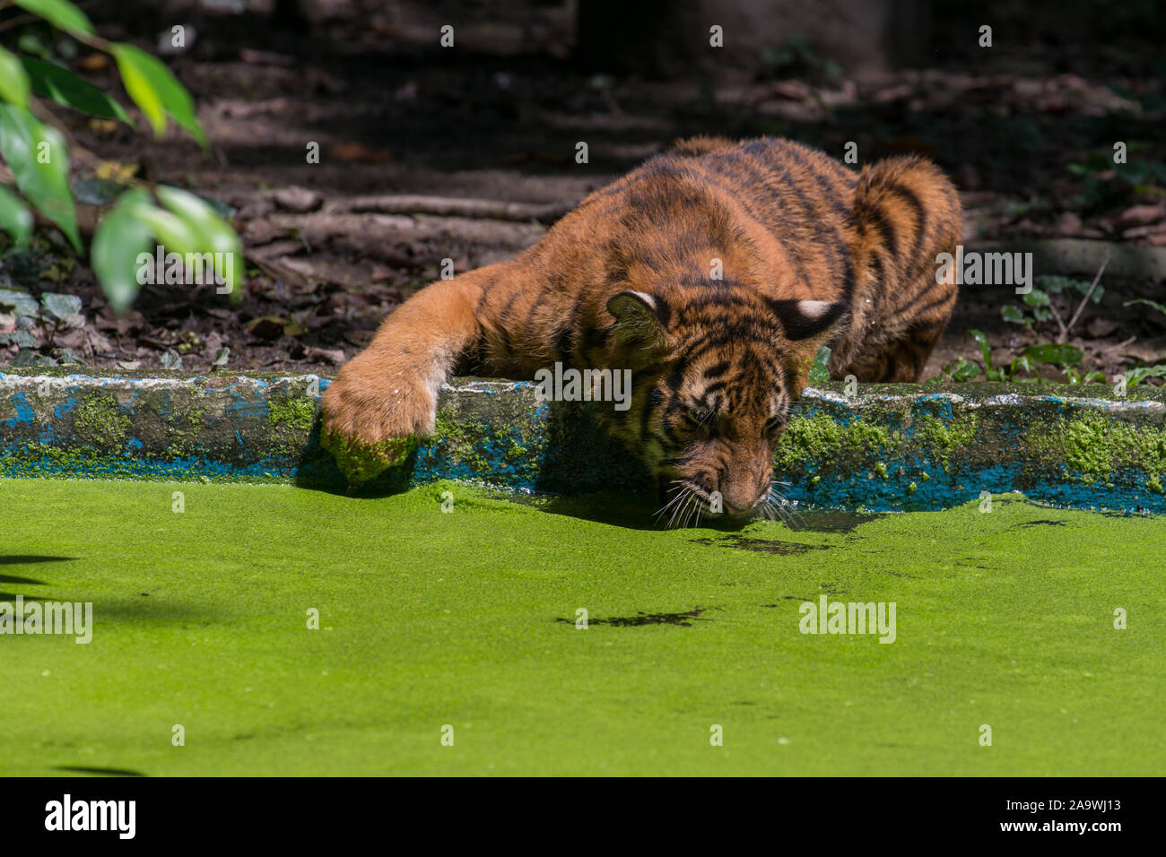 The Malayan Tiger in Captivity Stock Photo - Alamy