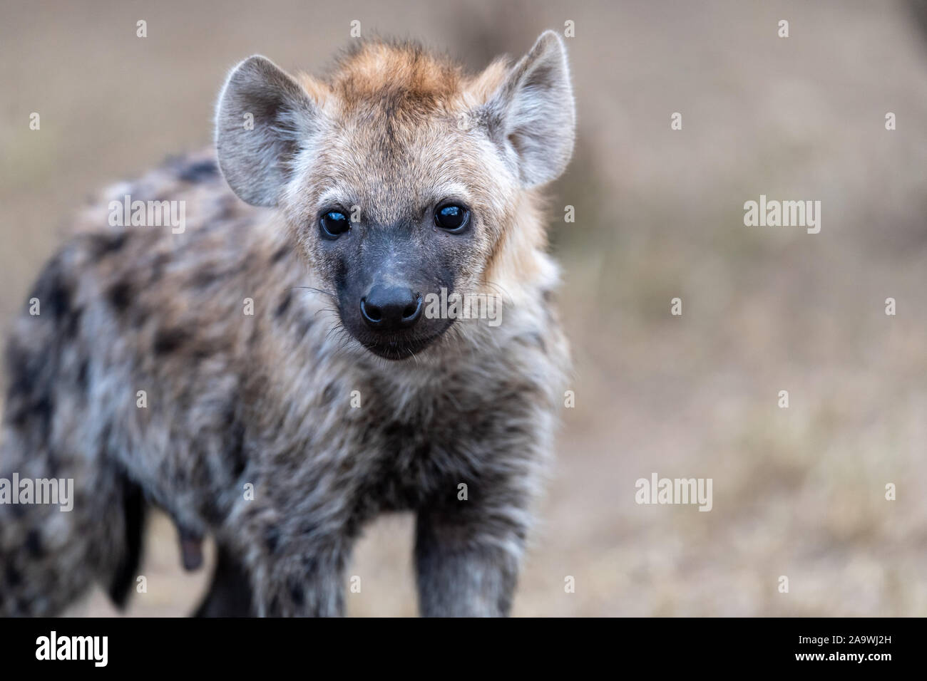 Young Spotted Hyena (Crocuta crocuta) in Masai Mara in Kenya Stock Photo