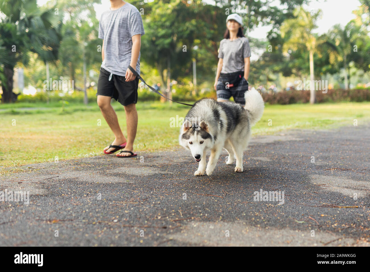 Couple exercise walking with husky dog in the park Stock Photo - Alamy