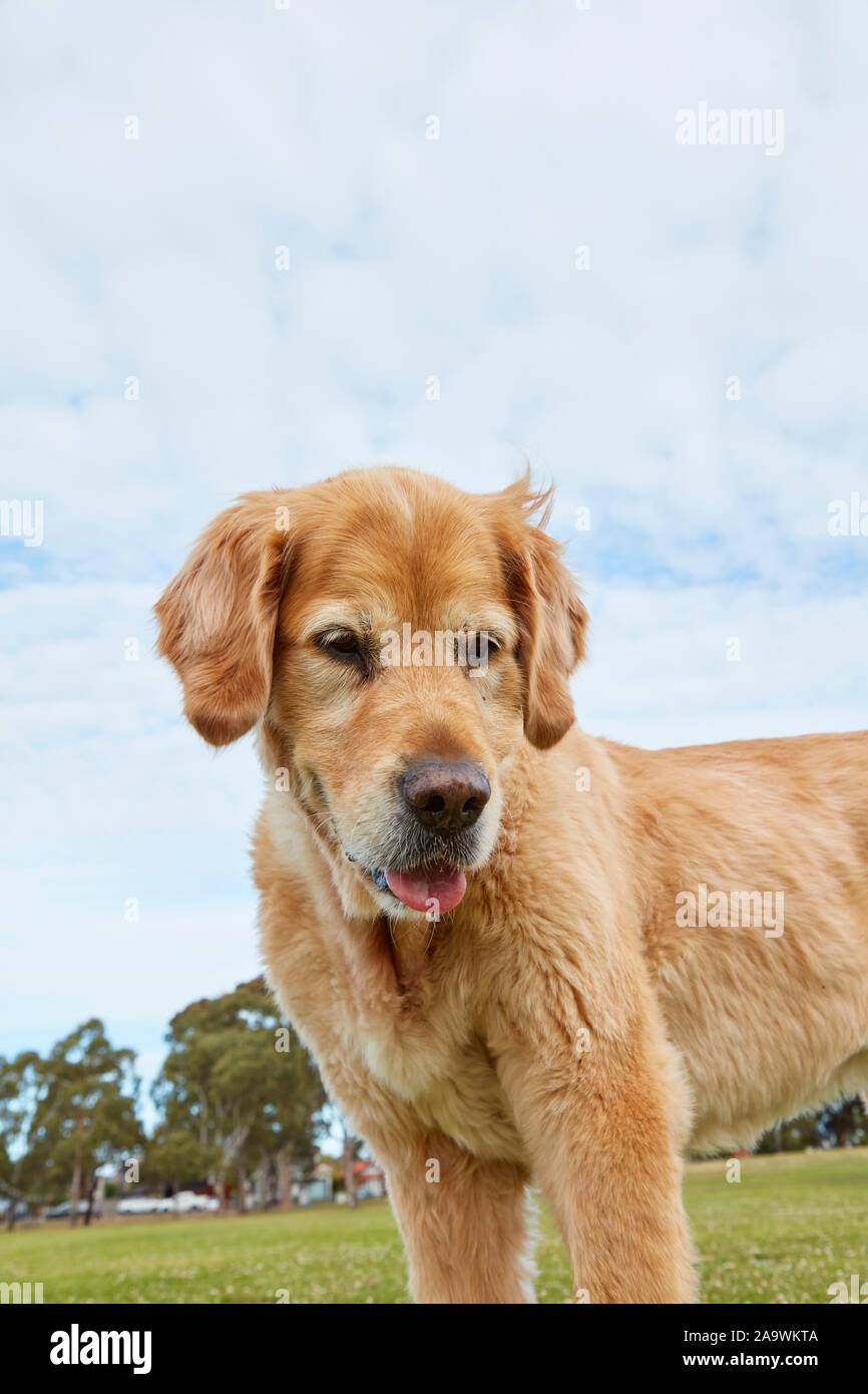 Golden retriever in the park hi-res stock photography and images - Alamy
