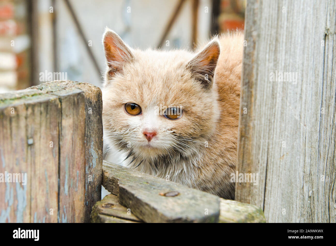 domestic kitten sitting on the fence Stock Photo - Alamy