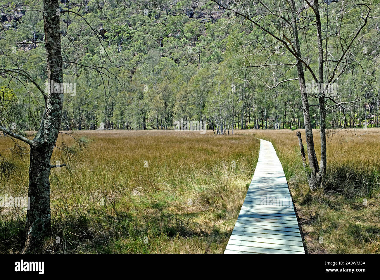 The open salt marsh with a woden path in the middle on the Benowie walking track in Ku-Ring-Gai National Park, New South Wales, Australia. Stock Photo