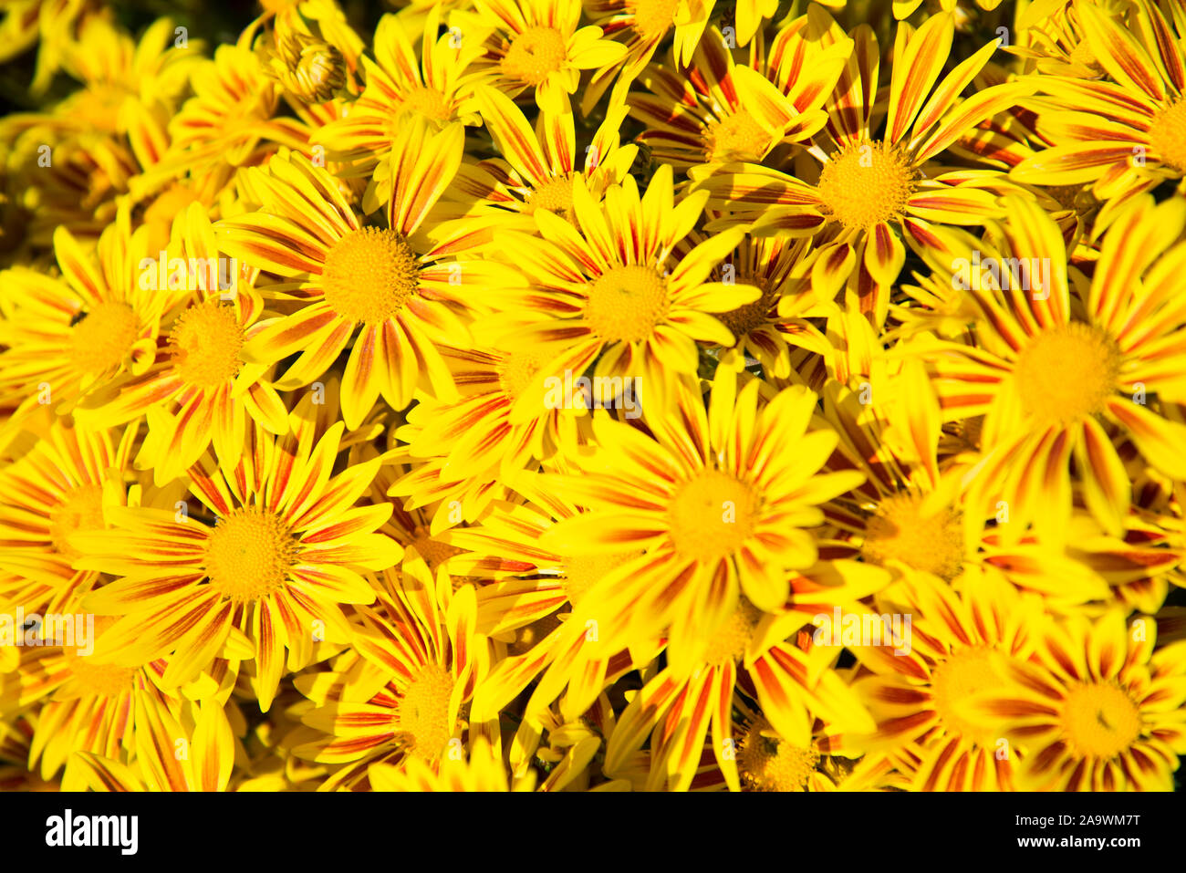 Yellow flowers. Stock Photo