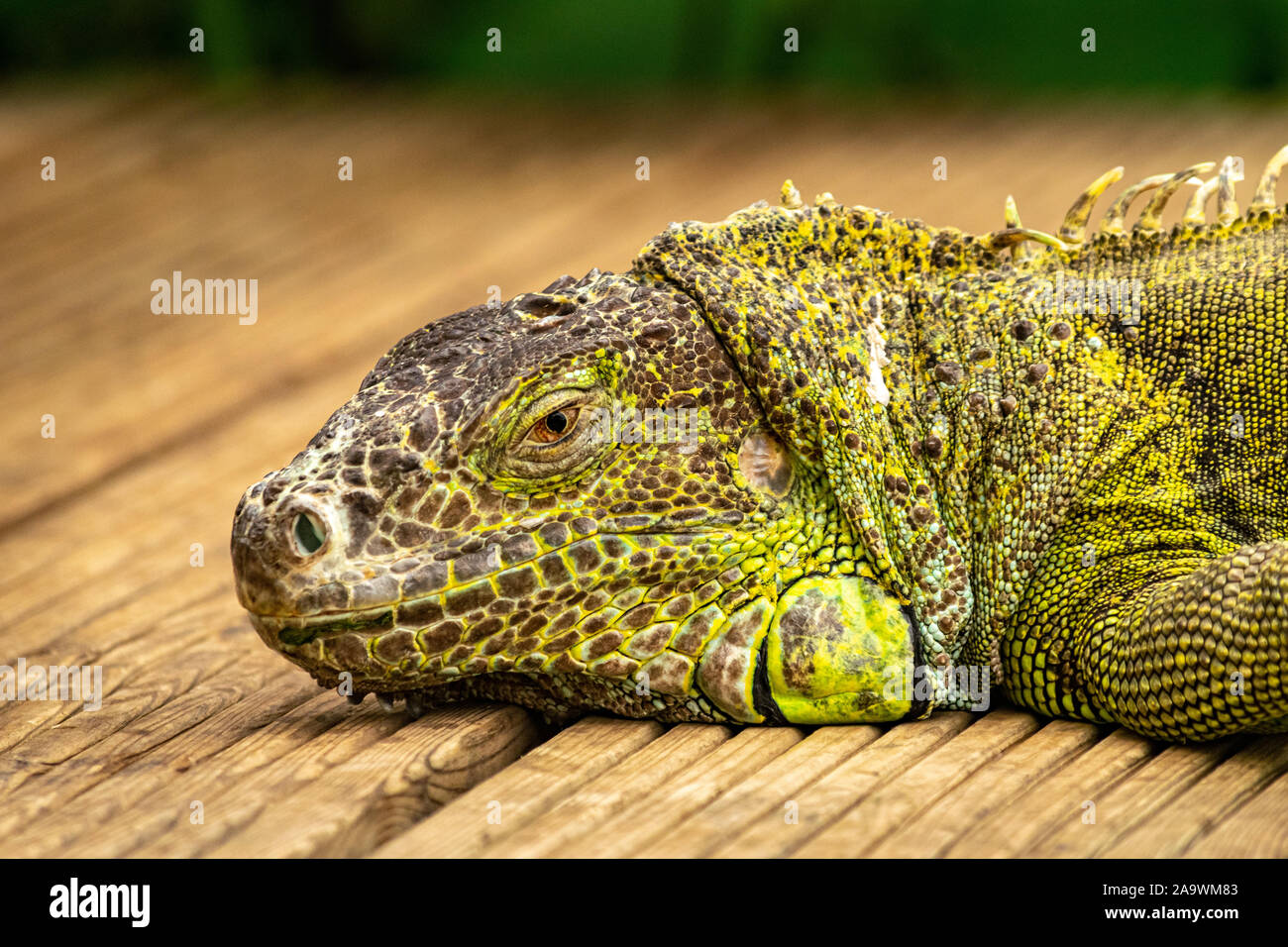 a lime green Iguana laying down and taking a time out in my local ...