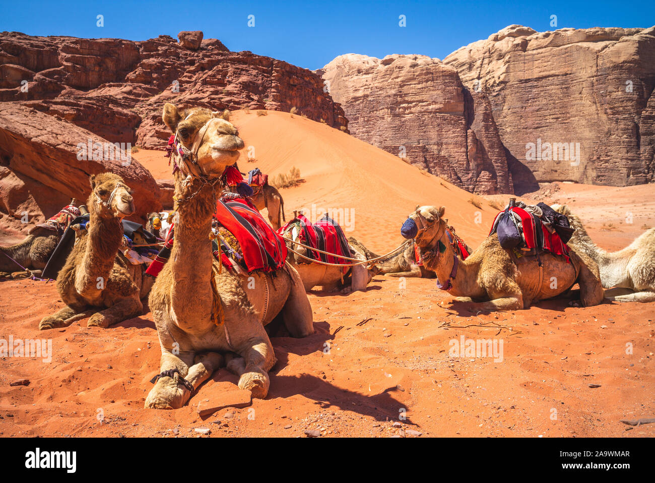camel in the wadi rum desert, southern jordan Stock Photo