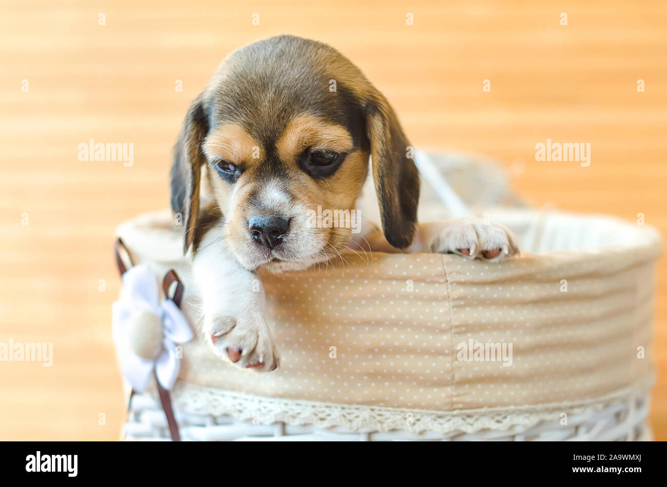 cute beagle puppy sitting in a basket Stock Photo - Alamy