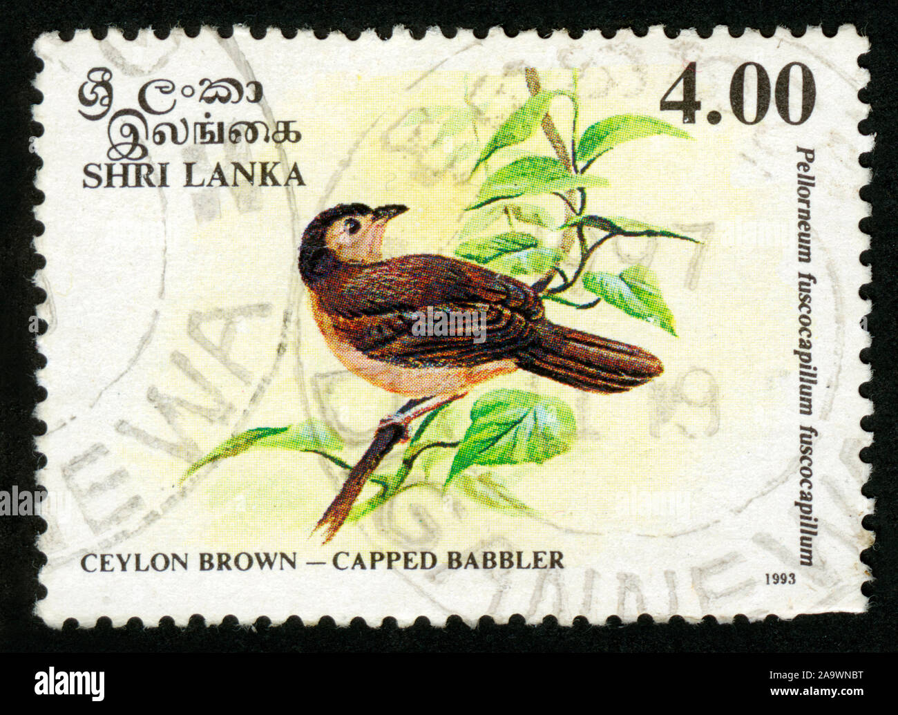 Stamp Print In Sri Lanka,ceylon Brown,capped Babbler Stock Photo - Alamy