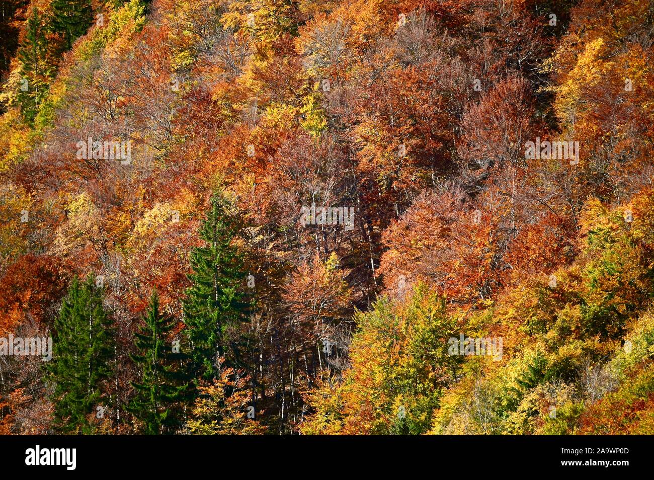 beautiful autumn colors of a wood in in Vorarlberg, Austria Stock Photo