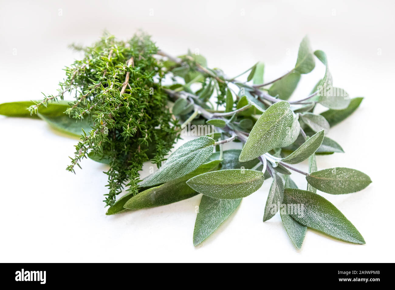 https://c8.alamy.com/comp/2A9WPMB/sage-and-thyme-on-a-white-background-herbs-from-the-garden-fresh-spices-taste-in-leaves-aromatic-plants-taste-and-smell-in-green-meat-seasonings-2A9WPMB.jpg