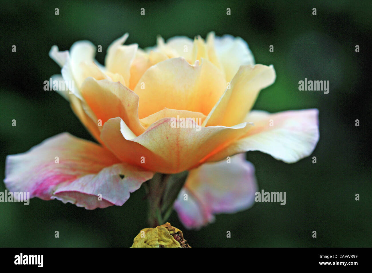 Dewdrop Rose High Resolution Stock Photography and Images - Alamy